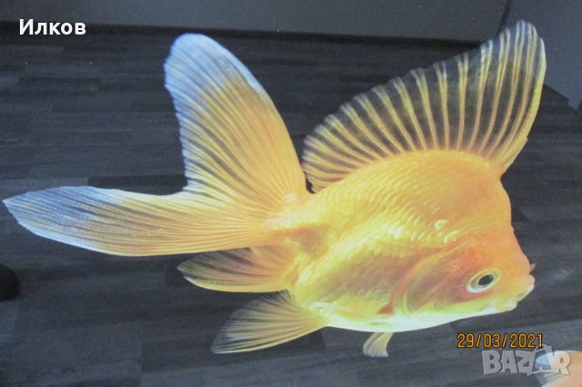 пано златни рибки принт на стъкло , снимка 3 - Пана - 32368518