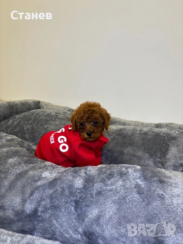 Мини Пудел Момче Червен /Mini Red Poodle, снимка 3 - Пудели - 53305362