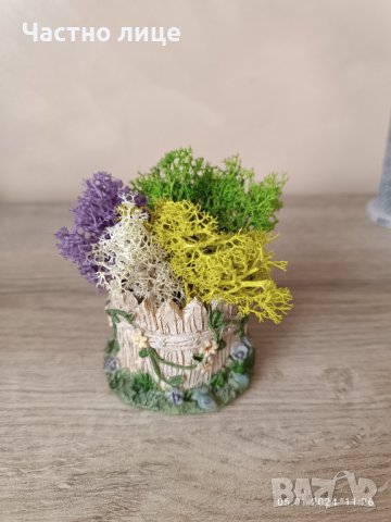 Мини кашпа с мъх