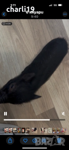 Мини виетнамско прасенце, снимка 2 - Други животни - 53264436