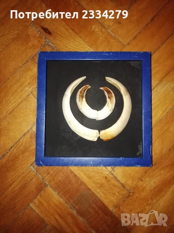 Рога от саръндаци и зъби от диво прасе, 70-80те години, снимка 14 - Колекции - 52583206