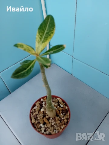 Адениум - Пустинна роза, снимка 3 - Стайни растения - 33928441