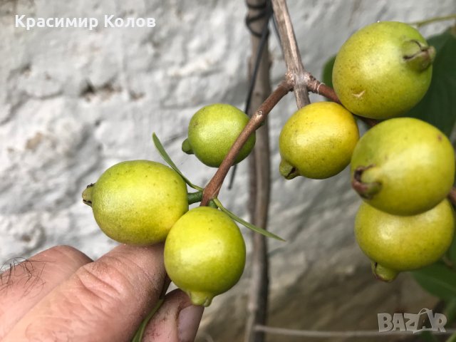 Лимонова гуава, Yellow strawberry guava,семена, снимка 2 - Градински цветя и растения - 34924204