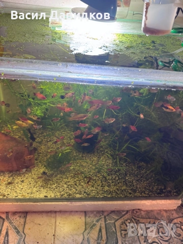 Живородни , Бял папагал и растения , снимка 2 - Рибки - 53453460