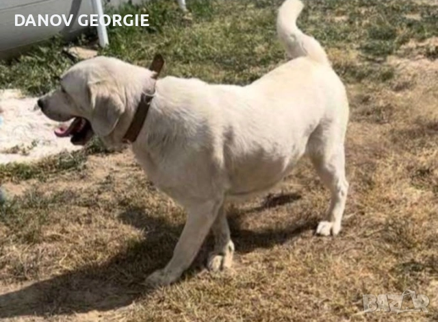 Чистокръвни Лабрадор ретривър мс.ваксини,чип+паспорт, снимка 5 - Акита - 53227299