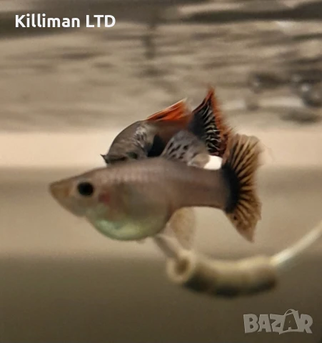 Гупи Дъмбо, снимка 2 - Рибки - 50447183