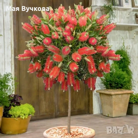 Калистемон дърво , снимка 3 - Градински цветя и растения - 53060144