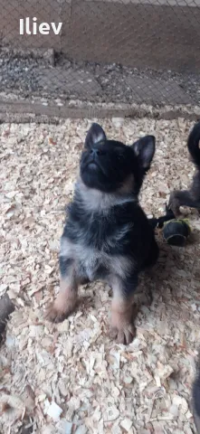 Немска овчарка , снимка 2 - Немска овчарка - 48434024