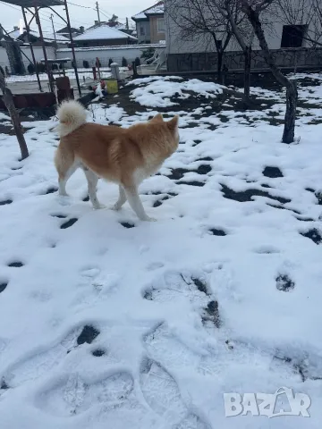 Акита ину, снимка 2 - Търси партньор - 48695403