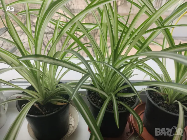 Продавам Цветя Хлорофитум (зелена лилия) - големи, снимка 17 - Стайни растения - 41147574