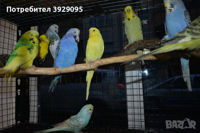 Различни видове Папагали , снимка 13 - Папагали - 43486305
