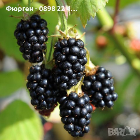   Къпина Блек Сатин -Rubus Fruticosus Black Satin, снимка 2 - Разсади - 43331002