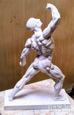 Екорше / Анатомична фигура / Гипсов модел, снимка 16 - Други - 51458325