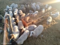Продавам овце,агнета и кочове, снимка 4
