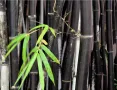 100 бр. ЧЕРНИ бамбукови семена - Phyllostachys nigra - Издръжлив рядък вид вечнозелен черен бамбук, снимка 4