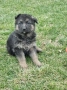малки немски овчарки, снимка 13