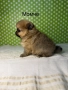 Померан померанче померанчета померани, снимка 6