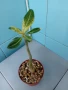 Адениум - Пустинна роза, снимка 3