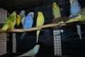 Различни видове Папагали , снимка 13