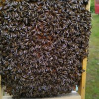  Пчелни отводки - записване 2024, снимка 1 - За пчели - 43262898