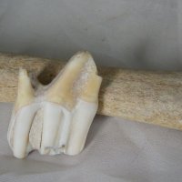 Зъб и кост от пещерен лъв, среден-късен плейстоцен, снимка 1 - Колекции - 39293074