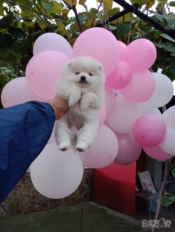 Померан. Бяло момиче., снимка 1