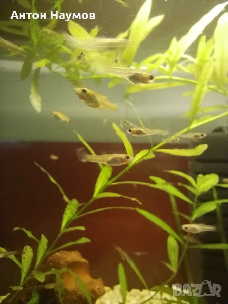 Гупи ендлер , снимка 1