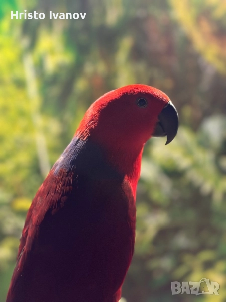 Еклектус, снимка 1