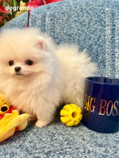 Уникален мъжки померан в продажба, снимка 1