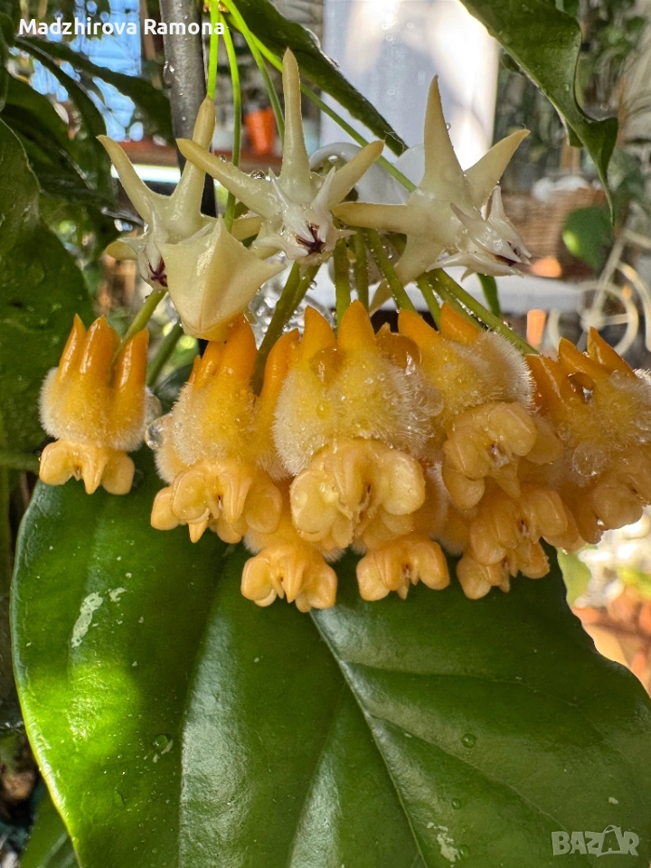 Hoya Lasiantha , снимка 1