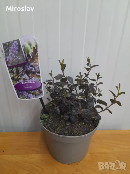 Калифорнийски люляк (Червенолистен), снимка 1