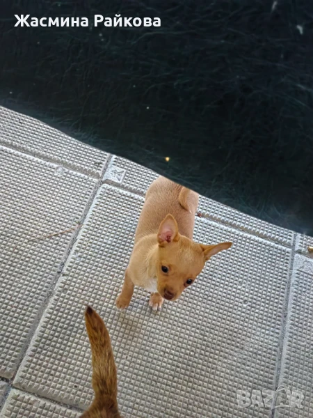 Сърнист пинчер , снимка 1