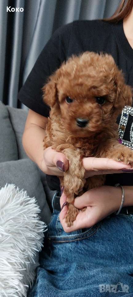 Той пудел/пудели , снимка 1