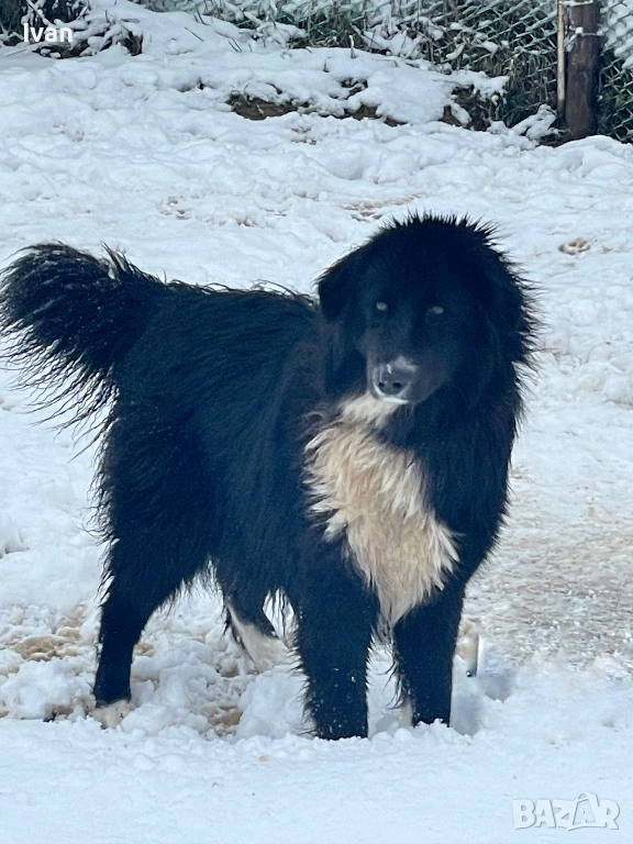 Женска каракачанка, снимка 1