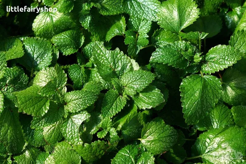 Чай от маточина, снимка 1