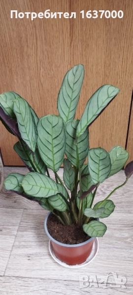 Ктенанте Амагрис , снимка 1