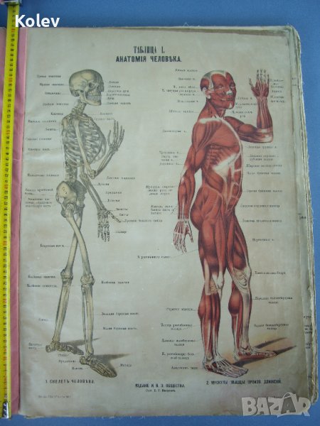 1881 Голям руски Анатомичен атлас , снимка 1