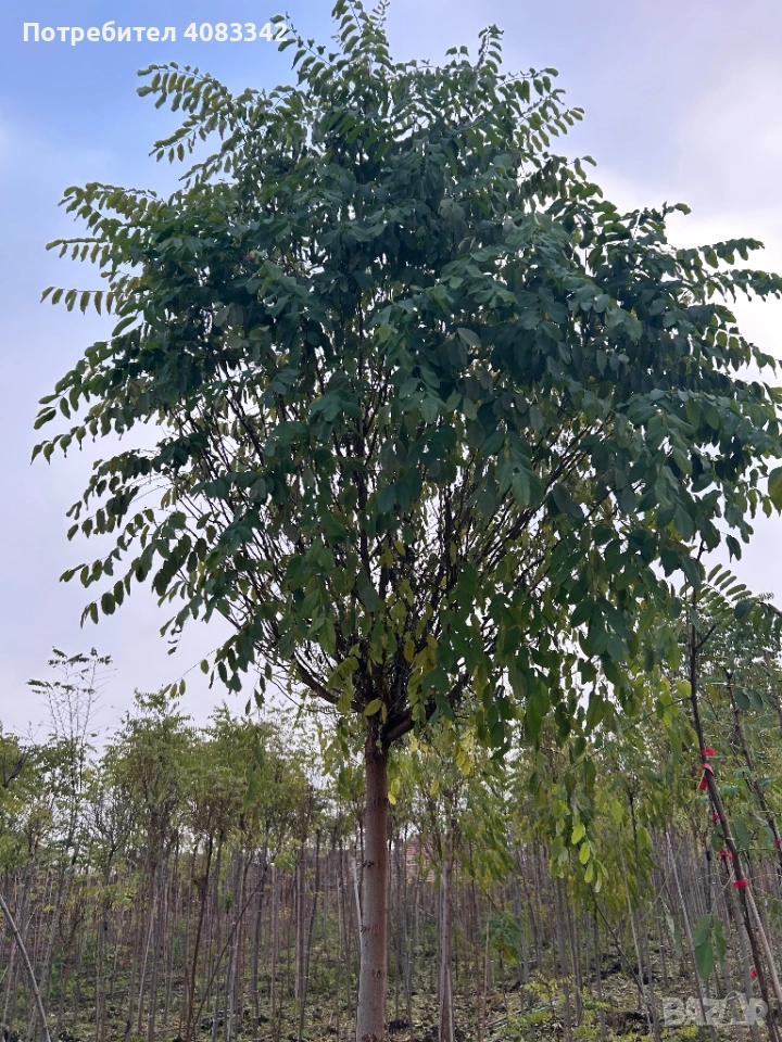 Кълбовидна Акация, снимка 1