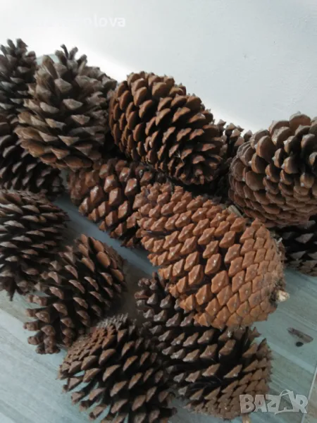 Шишарки  за декорация, снимка 1