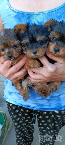 Йоркширски териер, снимка 1