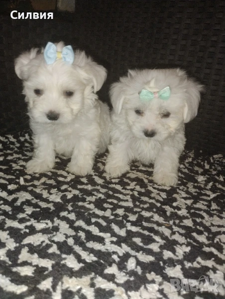 предлагам малтийска болонка , снимка 1