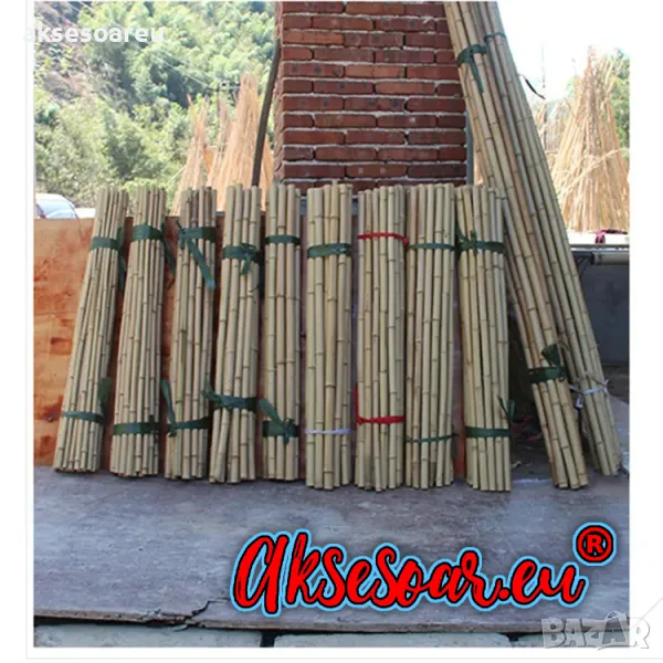 Висококачествени Семена от бамбук Moso Bambo декоративни растения за дома и двора бамбуков разсад, снимка 1