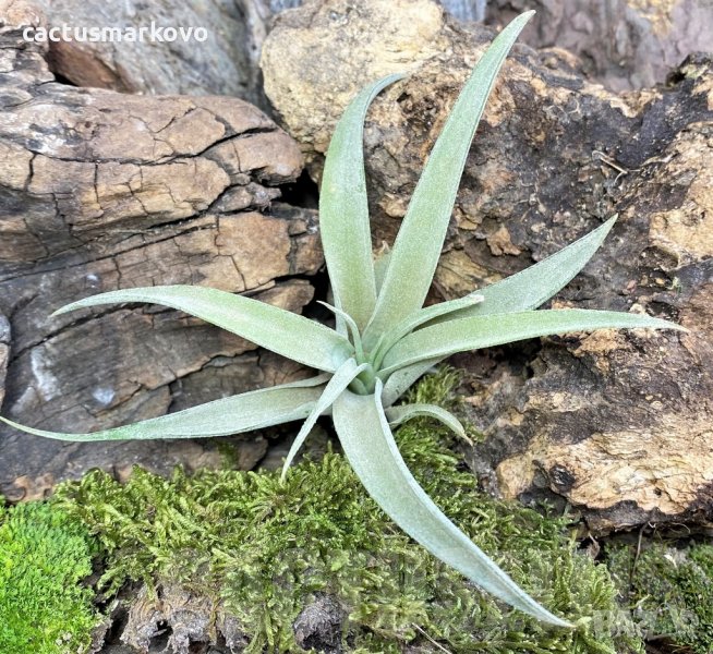 Tillandsia capitata, снимка 1