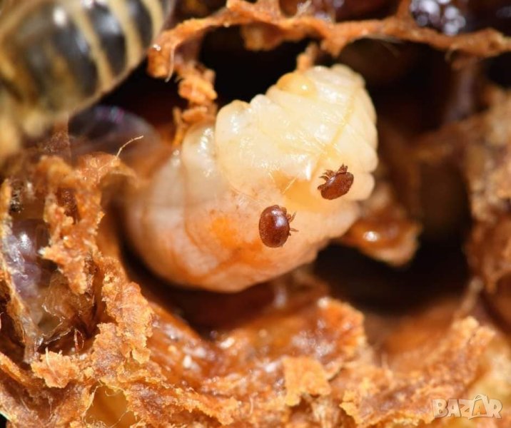 Митак 50 мл (Сърбия) Комплекти за опушване на пчели срещу акар, снимка 1