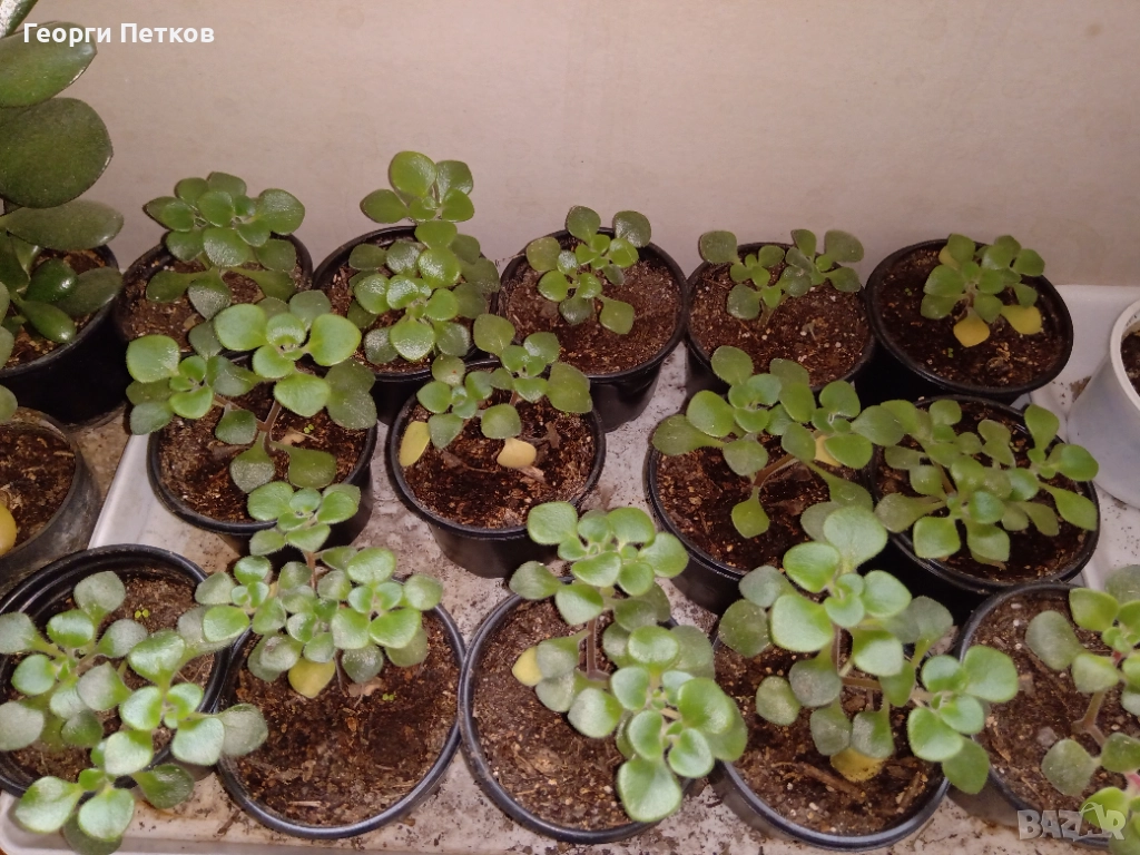 Айхризон ( Дървото на Парите), снимка 1