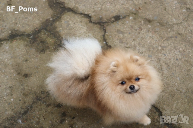 Миниатюрно момиченце померан с родословие FCI, снимка 8 - Померан - 50219721