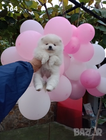 Померан. Бяло момиче.