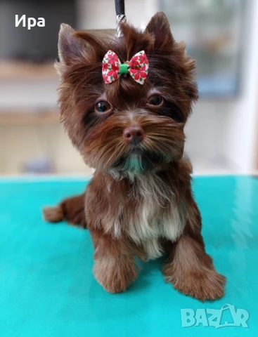 Момиче, шоко с тен, снимка 1