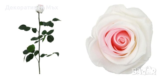 Естествени стабилизирани рози и цвят роза-за дома, подарък, декорация с мъх, снимка 18 - Декорация за дома - 31836873