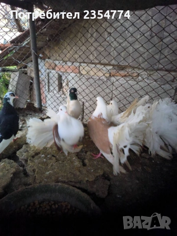 гьлаби, снимка 4 - Гълъби - 53024732